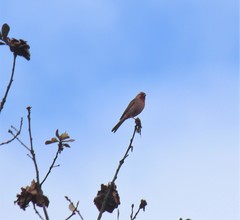 Carpodacus