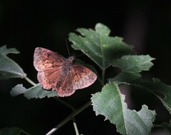 Kobelana kobela