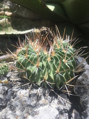 Echinofossulocactus dichroacanthus