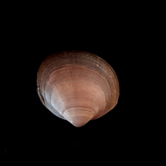 Glycymeris nummaria
