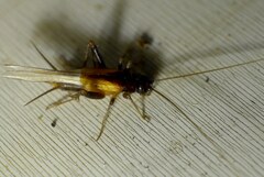 Stenonemobius bicolor