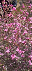 Boronia inornata