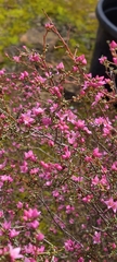 Boronia inornata