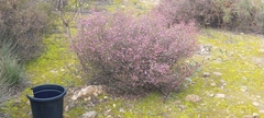 Boronia inornata