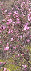 Boronia inornata