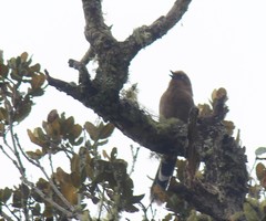 Trochalopteron elliotii