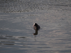 Fulica atra