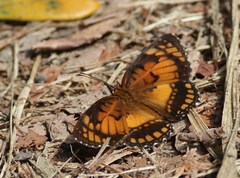 Byblia anvatara acheloia