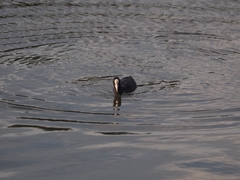 Fulica atra