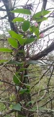 Bomarea