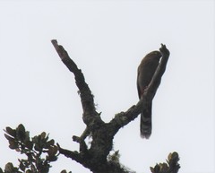 Trochalopteron elliotii