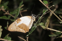 Papilio dardanus