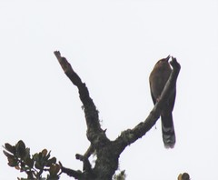 Trochalopteron elliotii