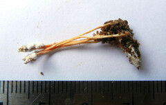 Cordyceps farinosa