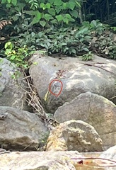 Enicurus ruficapillus