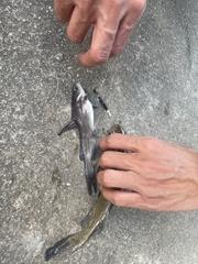 Tachysurus vachellii