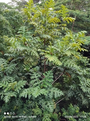 Artocarpus elasticus