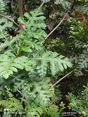 Artocarpus elasticus