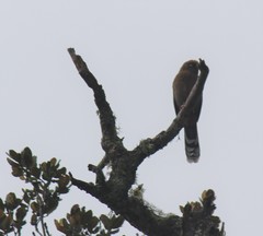 Trochalopteron elliotii