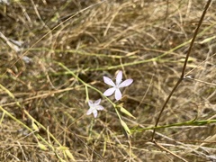 Dianthus ciliatus