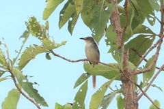Prinia polychroa
