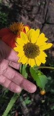 Asteroideae