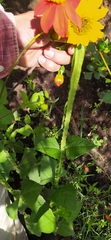 Asteroideae