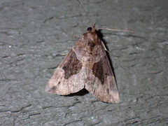 Hypena manalis
