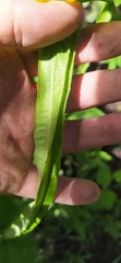 Asteroideae