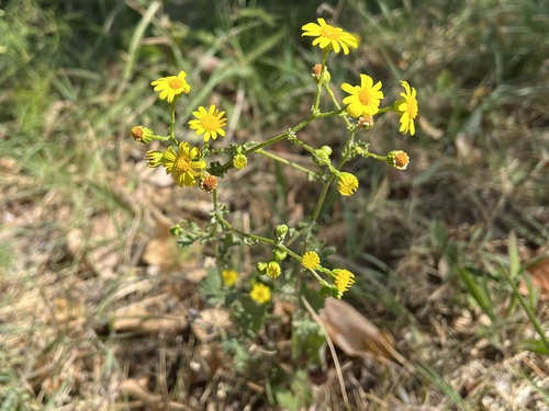starček bludný (Jacobaea erratica)