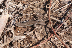 Podarcis carbonelli carbonelli