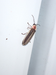 Photinus ardens