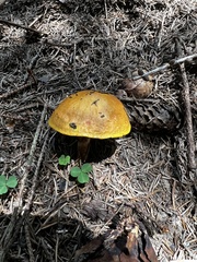 Neoboletus pseudosulphureus