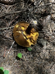Neoboletus pseudosulphureus