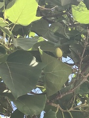 Magnoliopsida