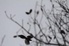 Trochalopteron elliotii