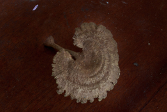 Stiptophyllum erubescens