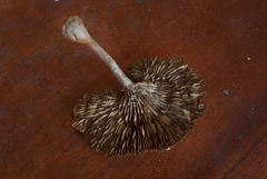 Stiptophyllum erubescens