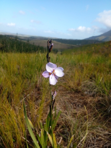 Image of Aristea cistiflora by (c) Barbara le Roux, some rights reserved (CC BY-SA)