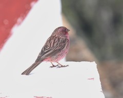 Carpodacus pulcherrimus