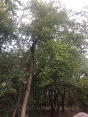 Maclura pomifera