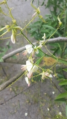 Styphnolobium japonicum