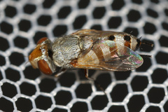 Craticulina tabaniformis