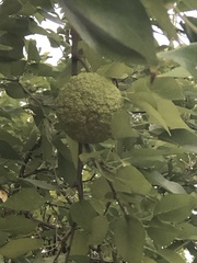 Maclura pomifera