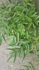 Styphnolobium japonicum