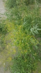 Styphnolobium japonicum