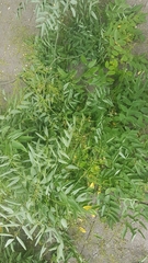 Styphnolobium japonicum