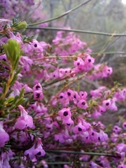 Erica melanthera