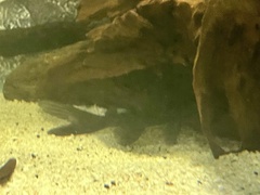 Blacktail Catfish photo 5