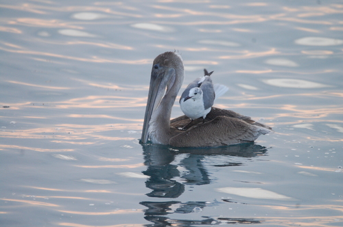 Pelecanus occidentalis
